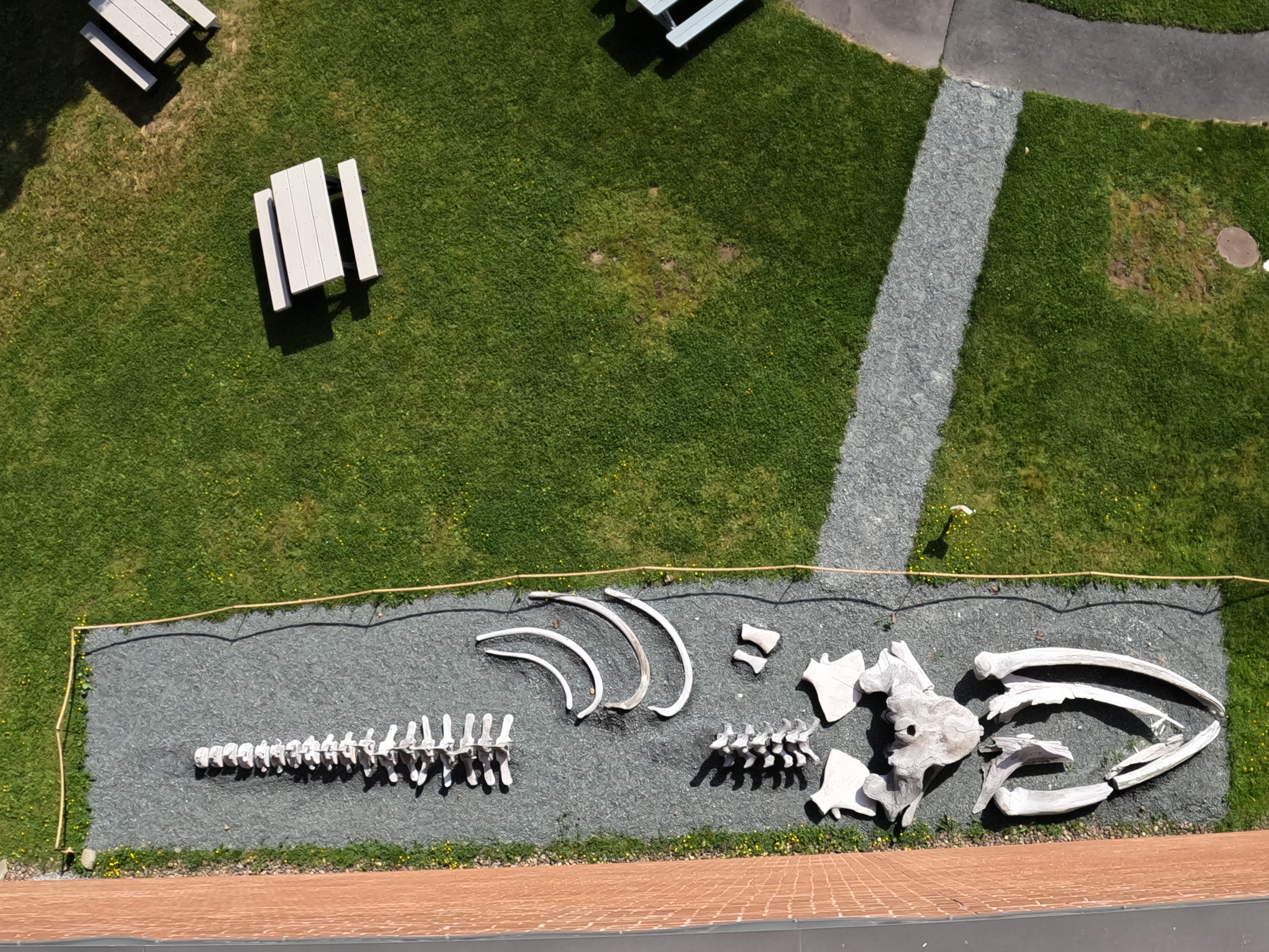 Whale Bones in the Museum Backyard