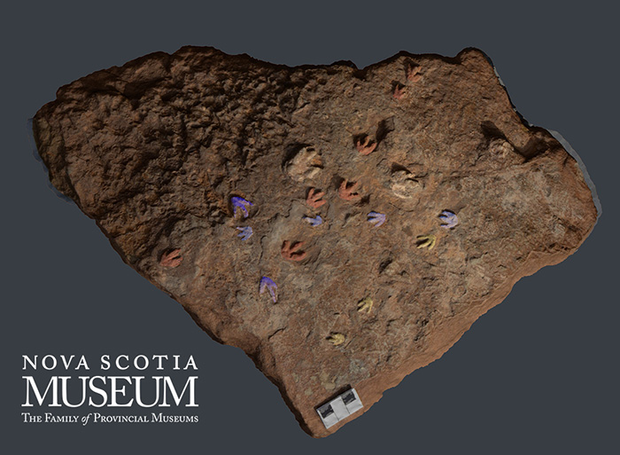 3D digital model captures the details of the ‘dinosaur’ footprints that cover a surface of a sandstone boulder that is 200 million years old.