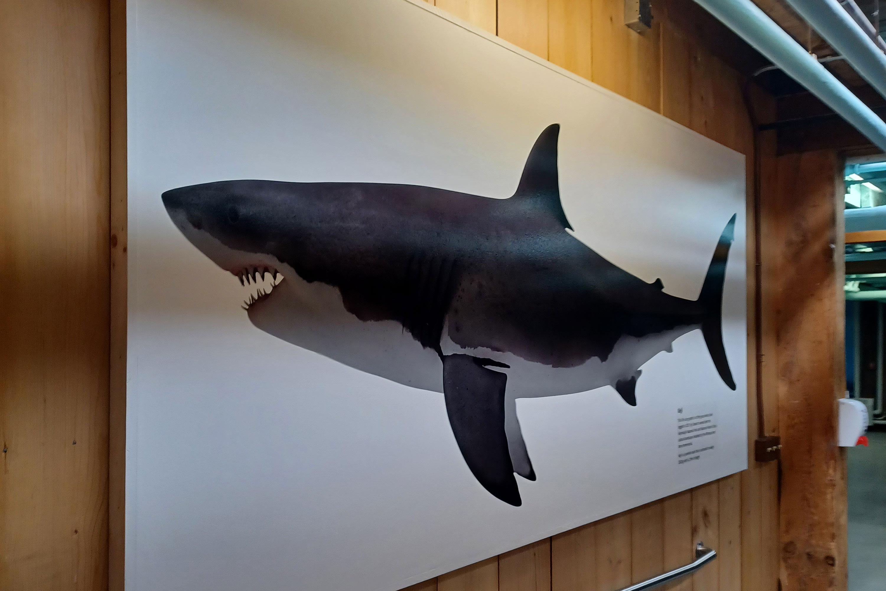 How bad is this rendition of Great White from a recent paleontological  study : r/sharks