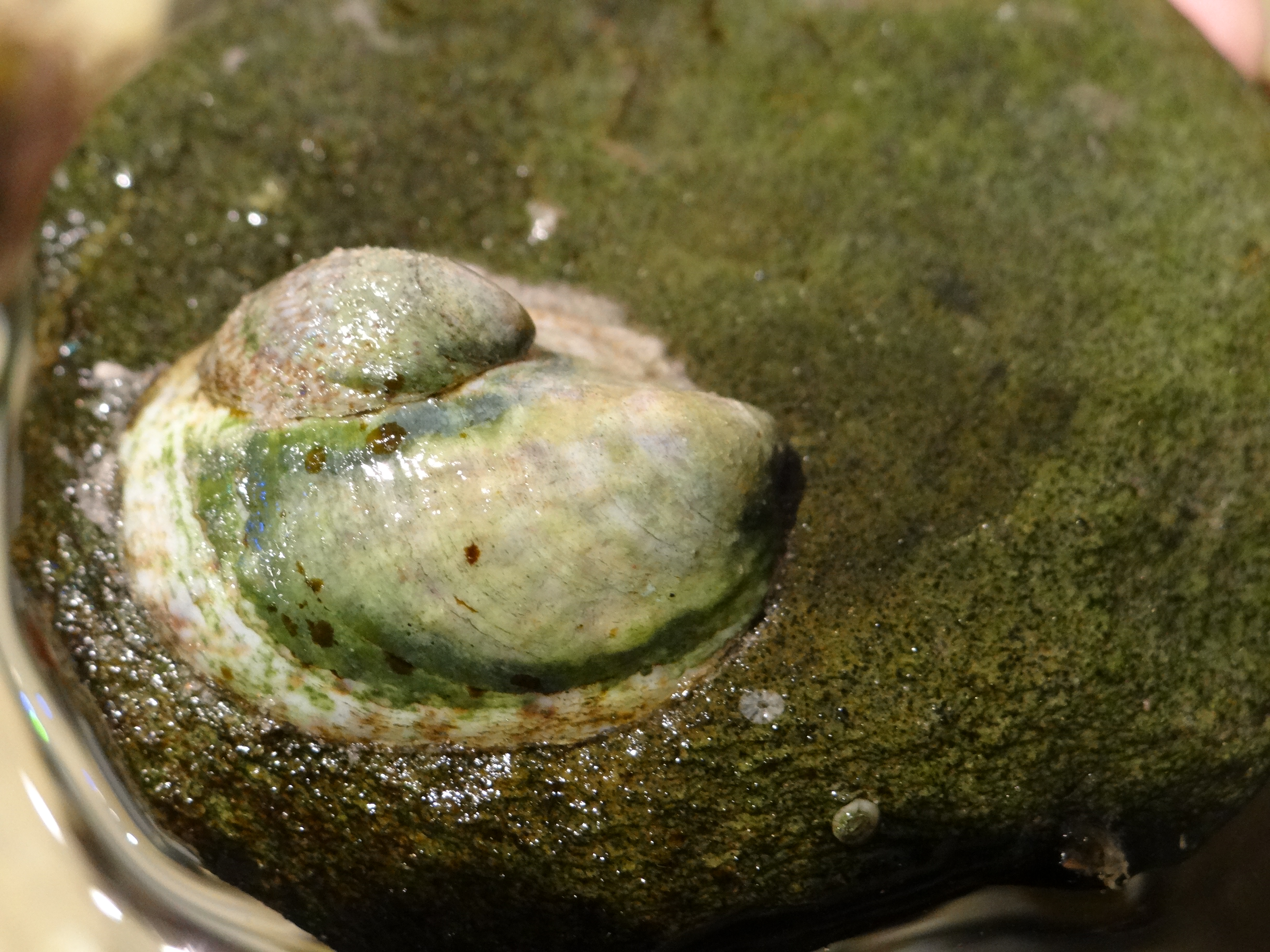 Atlantic slipper limpets (two)