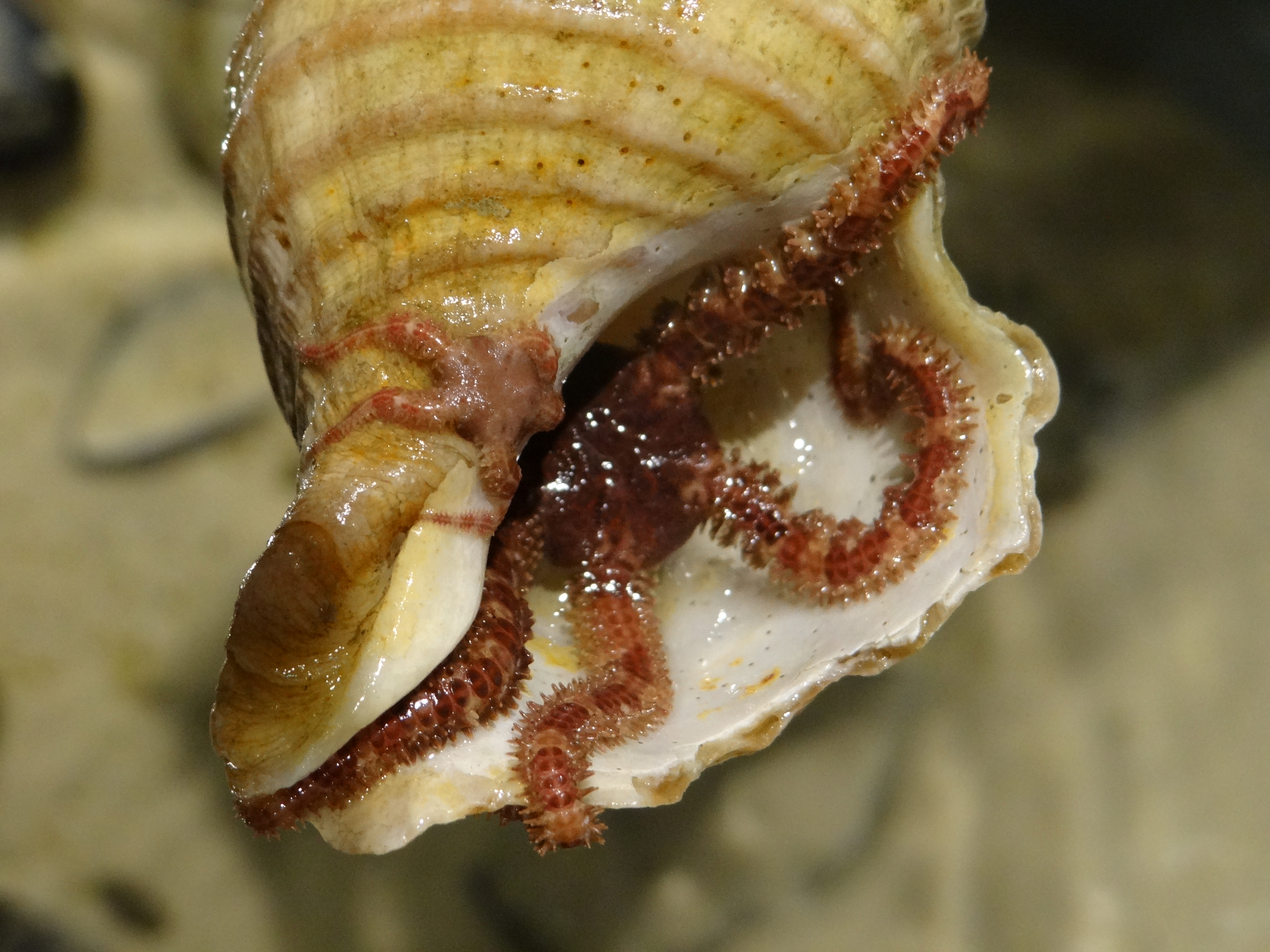 Brittle stars (two) in whelk shell 