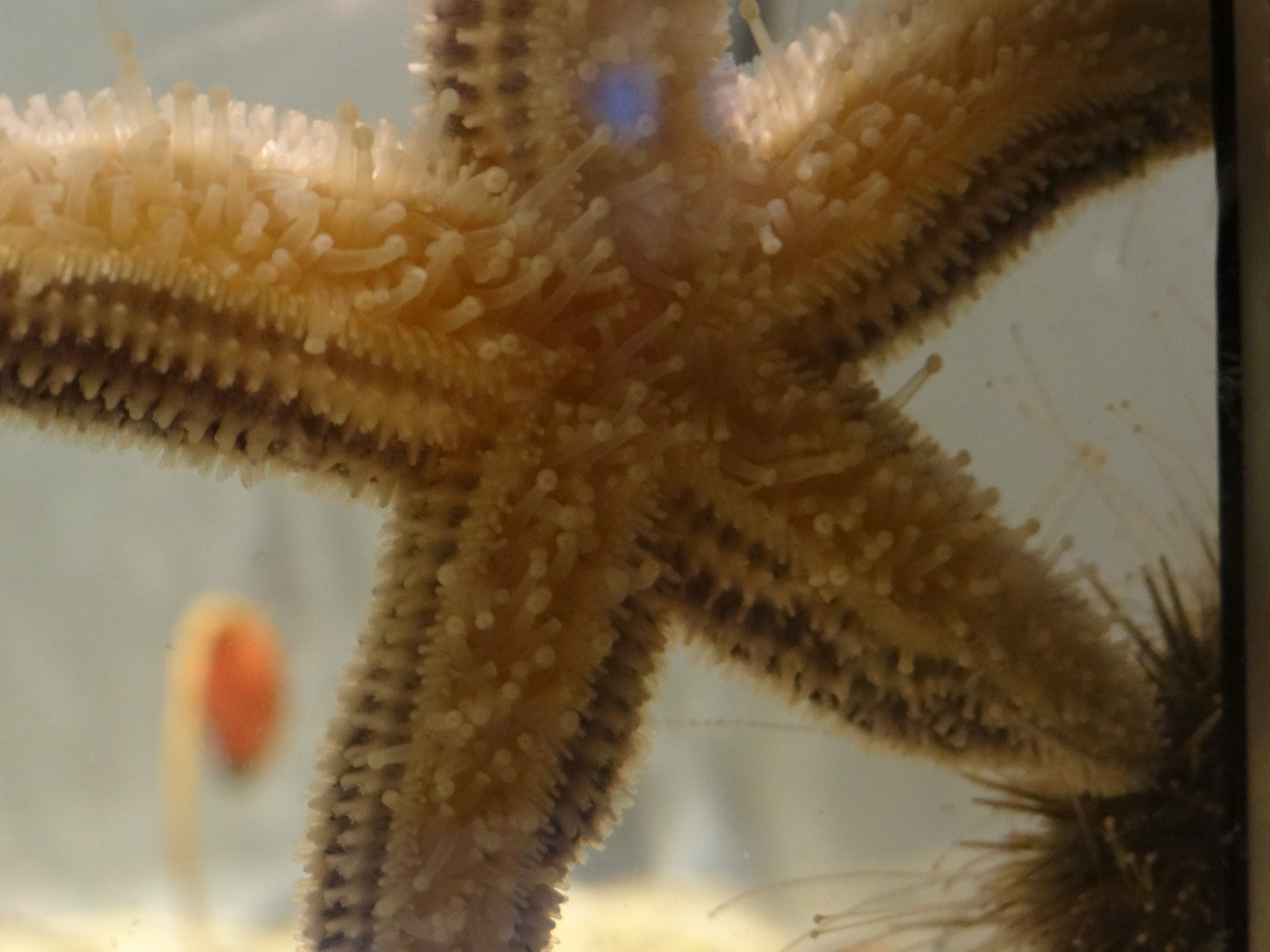 Sea star, underside