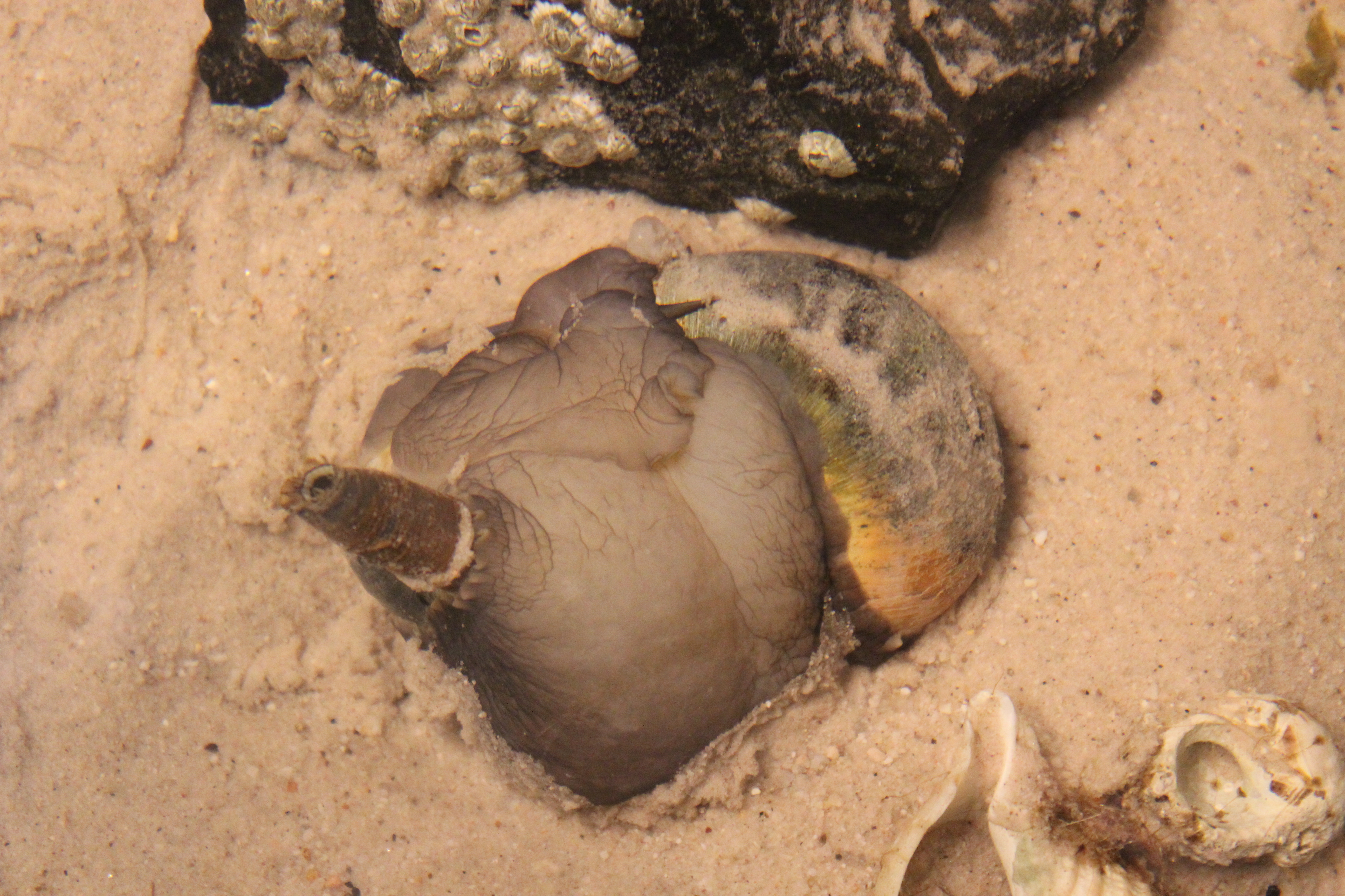 Northern moon snail, feeding on a bivalve