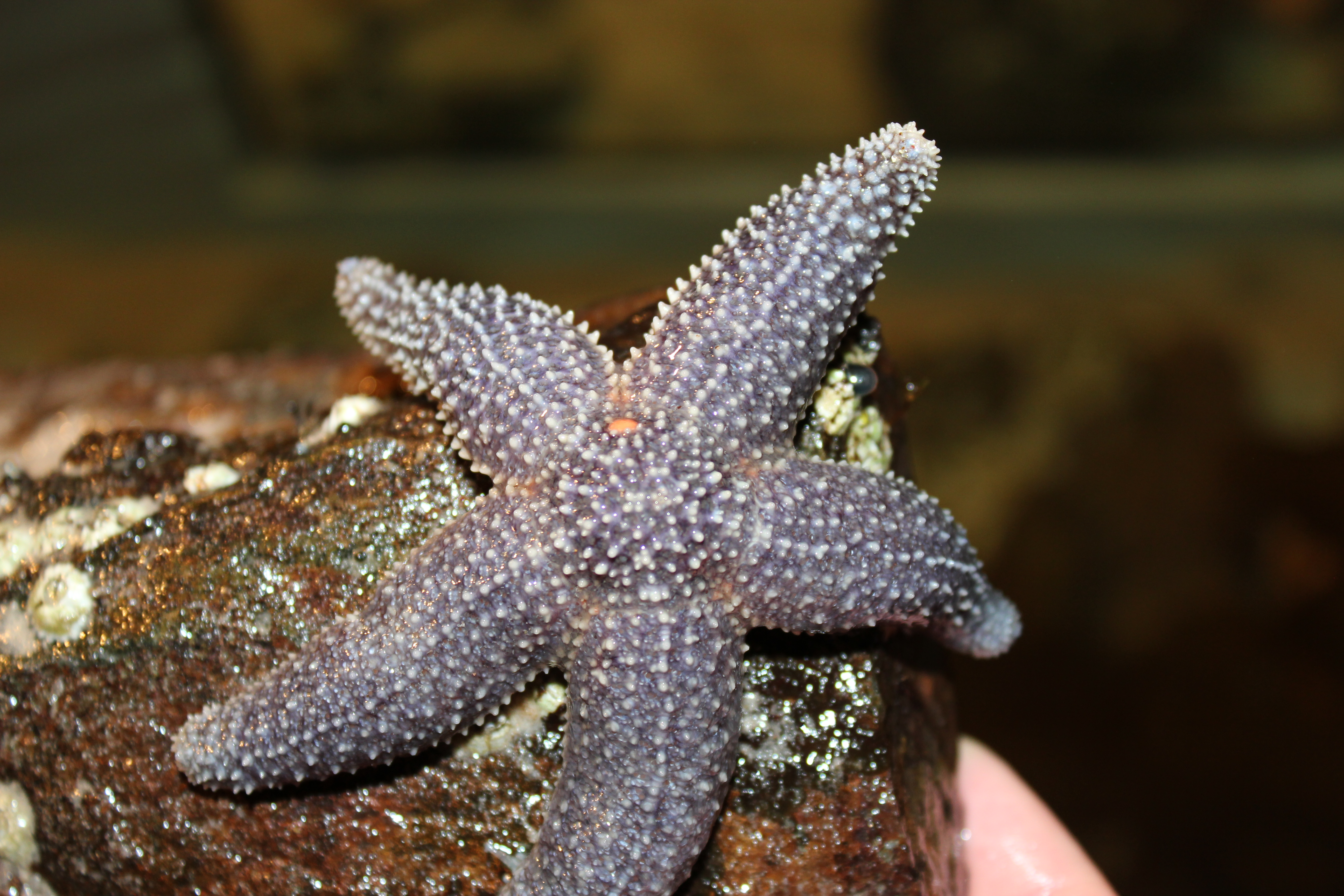 Forbes sea star