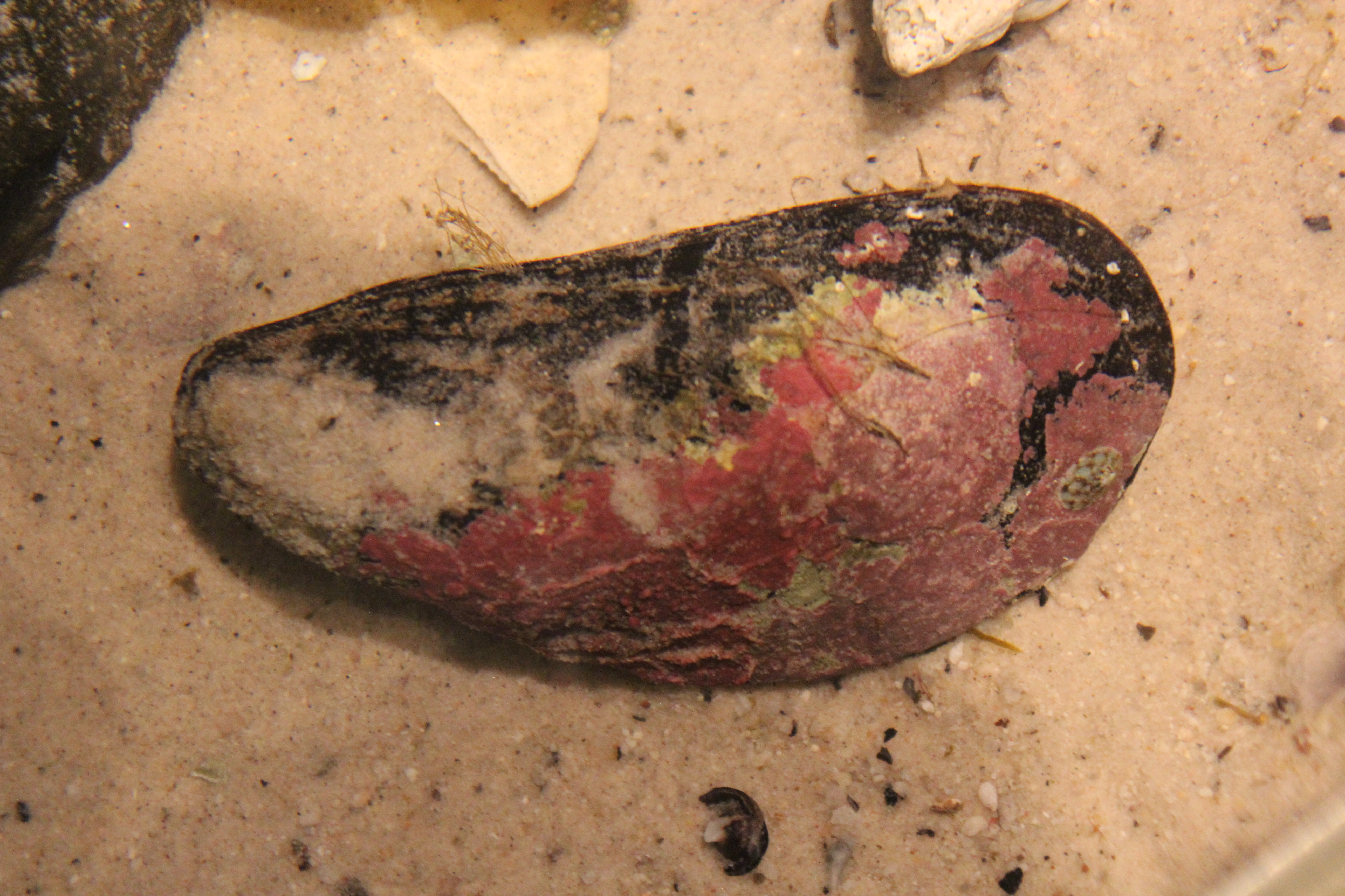 Northern horse mussel