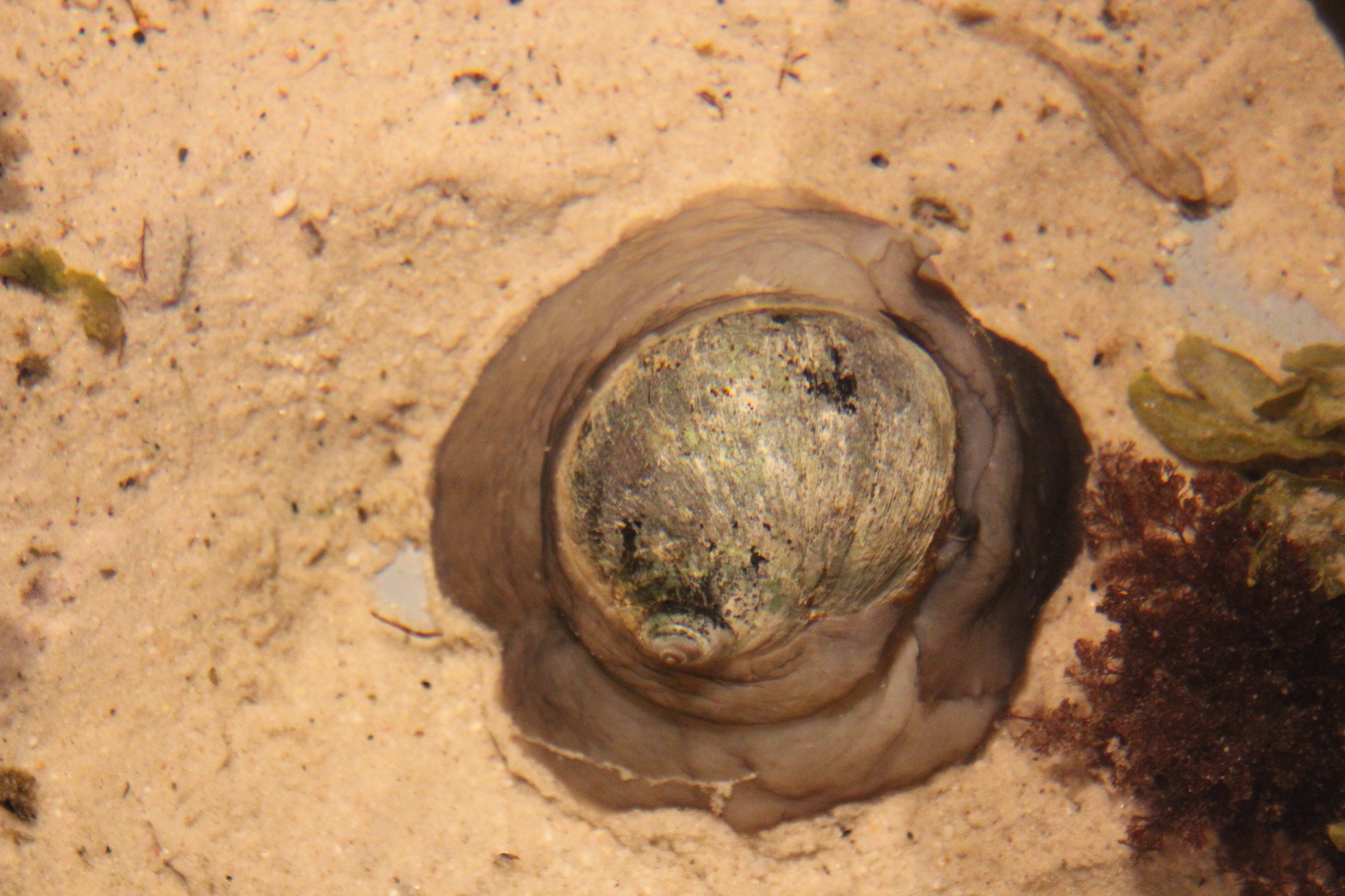 Northern moon snail (top view)