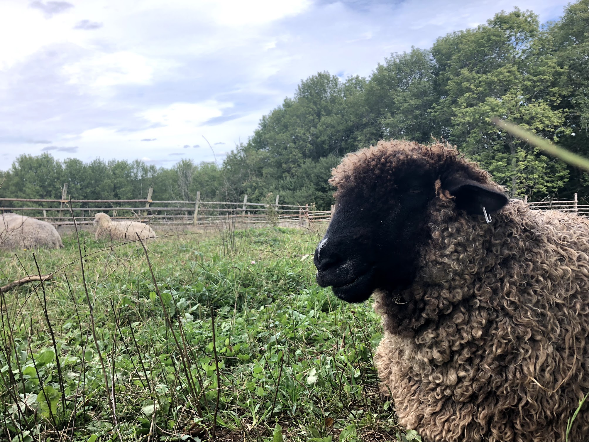 Sheep in a field at Ross Farm Museum.