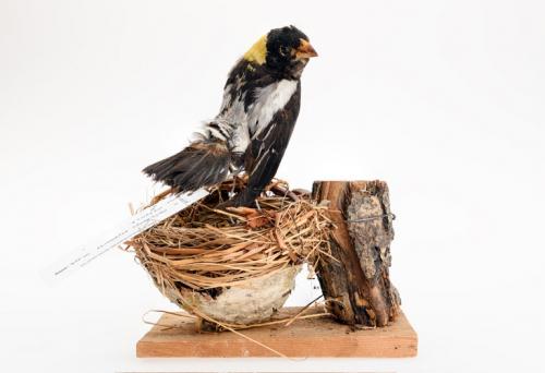 66114 - Bobolink (bird) Mount