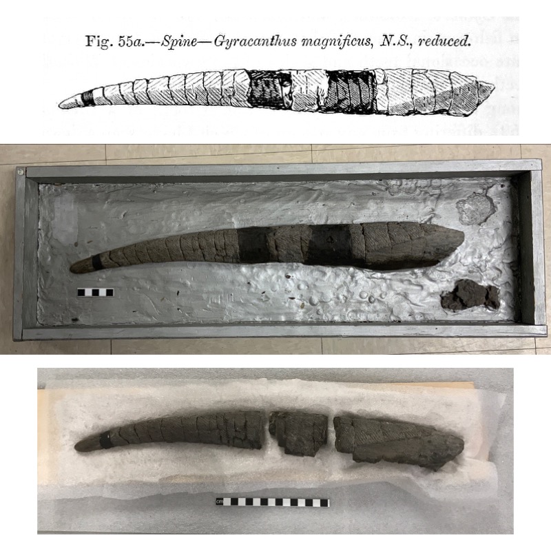 Original illustration of fossil from 1868, start before cleaning and fossil now removed.