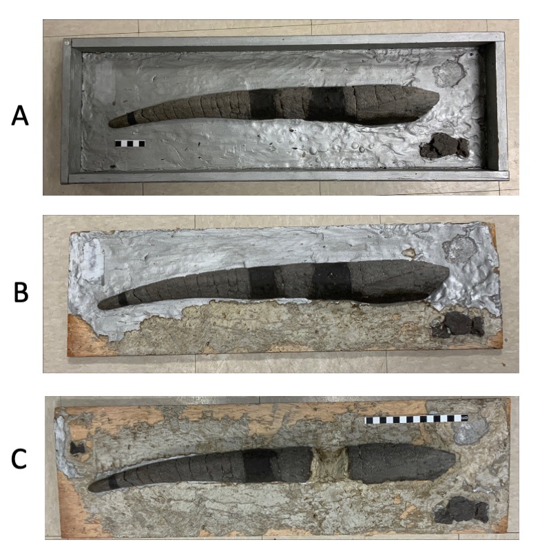 Three images of fossil fish spine showing removal of plaster