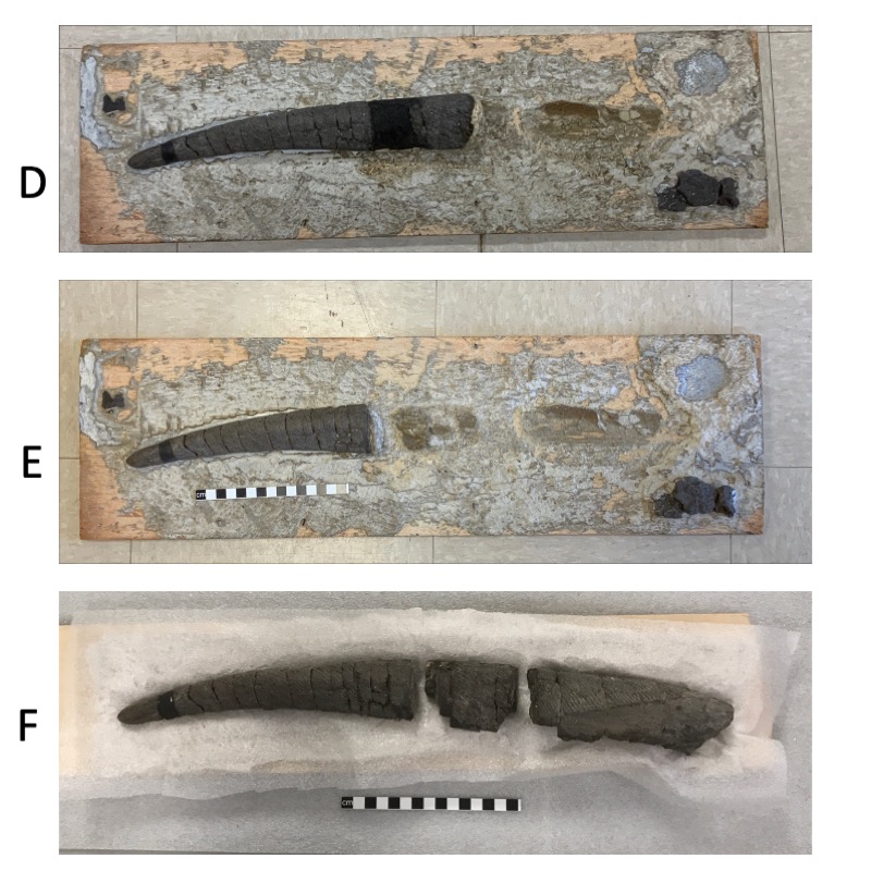 Two photos of fossil fish spine with plaster being removed, and final fish spine fully removed.