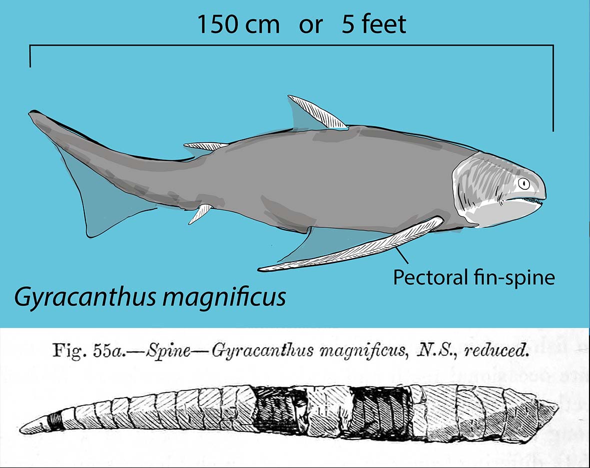 Drawing of Gyracanthus magnificus fossil fish on blue background, length of fish 150 cm.