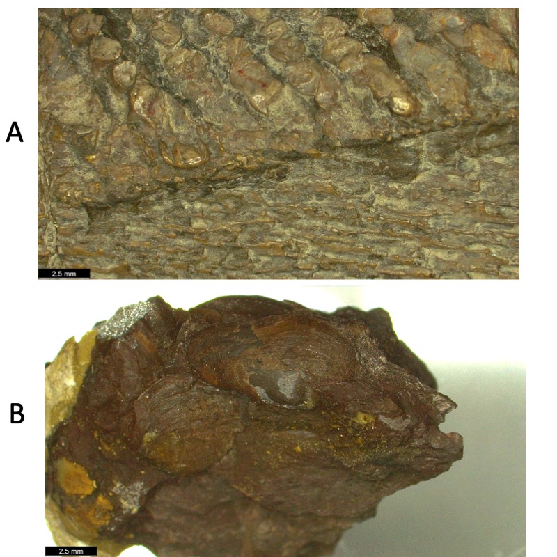 Photograph of textured outer surface of spine and shells found in limestone filling the hollow core