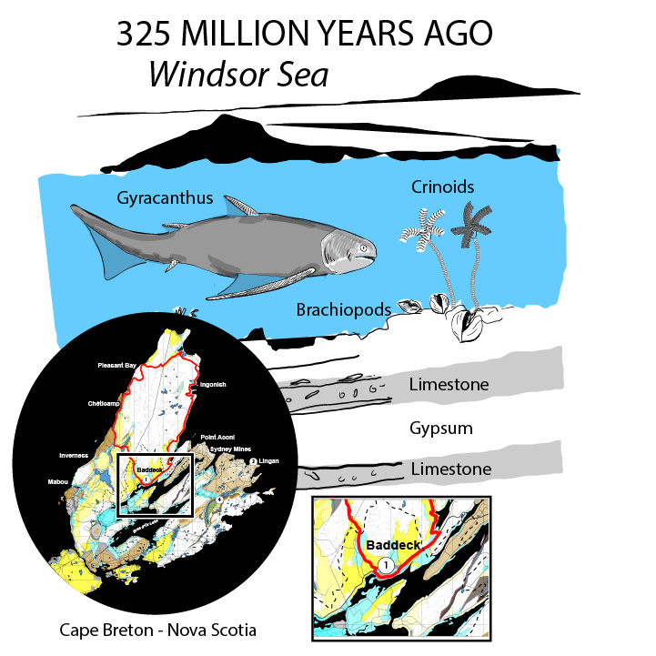 Illustration showing fossil fish, crinoids, and brachipods in Windsor Group sea. A geology map shows limestone around Bras d'Or Lake near Baddeck.