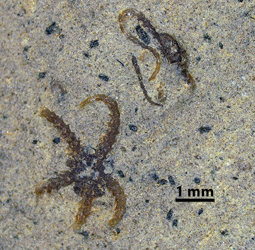 Fossil Brittlestars from Nova Scotia