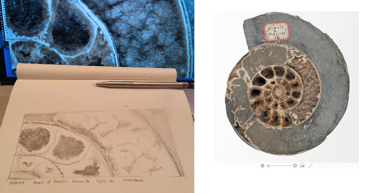 Drawing and Ammonite fossil