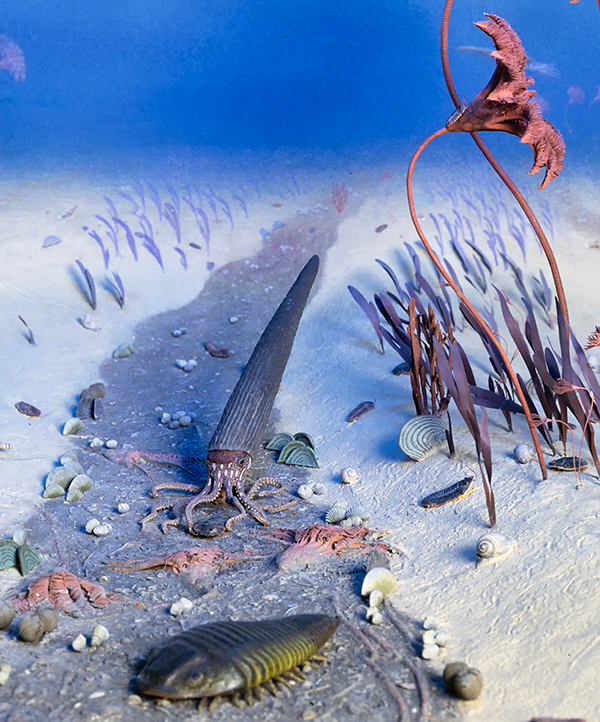 Silurian diorama showing crinoid, trilobite and brachiopods on the sea floor.