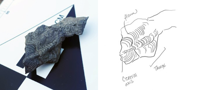 Trilobite fossil and interpretive drawing.