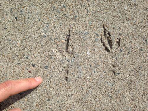 Bird footprints preserved in a cement sidewalk