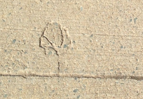 Leaf impression in cement sidewalk