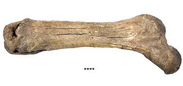 1834 Mastodon Femur