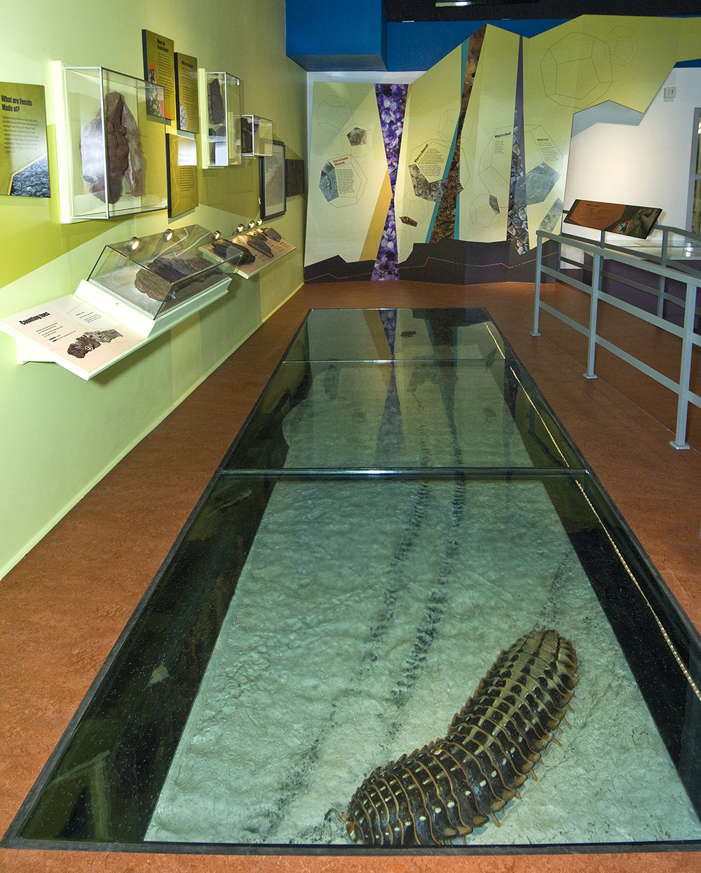 Diplichnites trackway from Joggins at Fundy Geological Museum