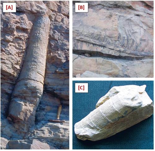 Fundy Field Notes – Exploring the Joggins Fossil Cliffs | Nova Scotia Museum