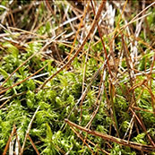 closeup of the fork-mosses 
