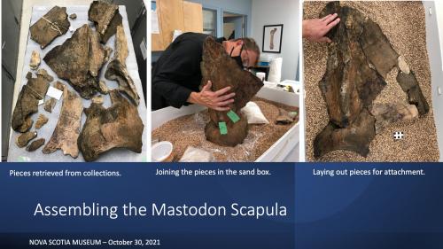 Image of Tim Fedak assembling a mastodon scapula.