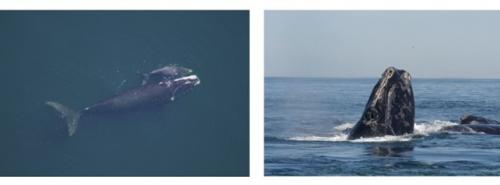 The North Atlantic right whale. Left: An aerial view of a North Atlantic right whale mom and calf (Photo Credit: NOAA/Public Domain). Right: A North Atlantic right whale, catalog NEA #1162, with its head out of the water in the Bay of Fundy, Canada. Note the visible blowholes, the callosity, and the strongly arched lips 