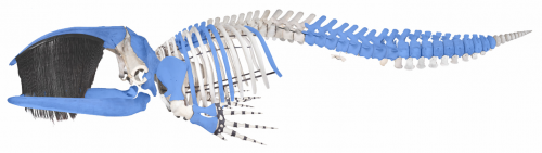 A blue and white skeleton of a whale.