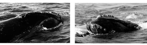 Male right whale NEA #2250 in the Bay of Fundy in September 1995 and female NEA #2450 in the Bay of Fundy in August 1996 