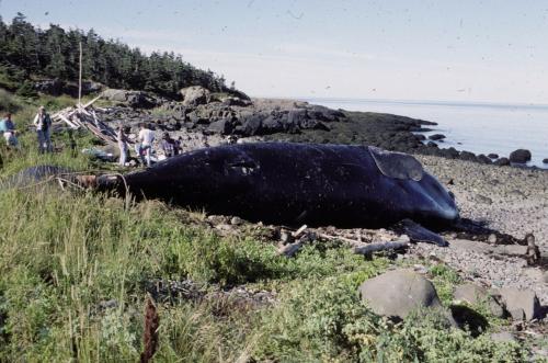 Female right whale NEA #2450 dead on the beach in Flour Cove, Nova Scotia, August 20, 1997