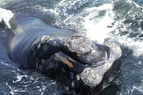 The head of a North Atlantic right whale. Note the white patches of callosity covered in cyamids on the nose (known as a ‘bonnet’), lips, and chin