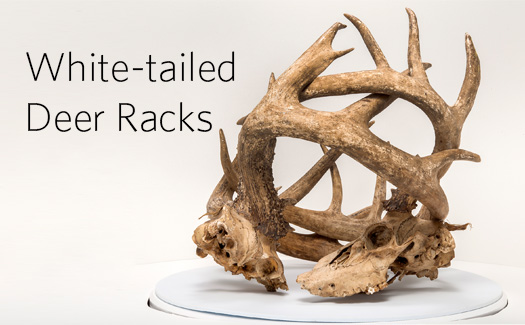 prescott house nova scotia