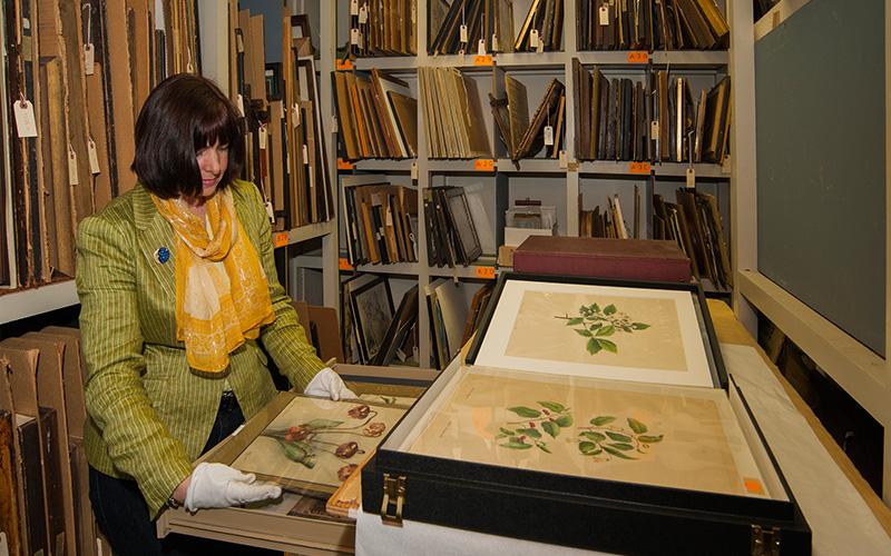 Lisa Bower History Collections Assistant Curator and Registrar 