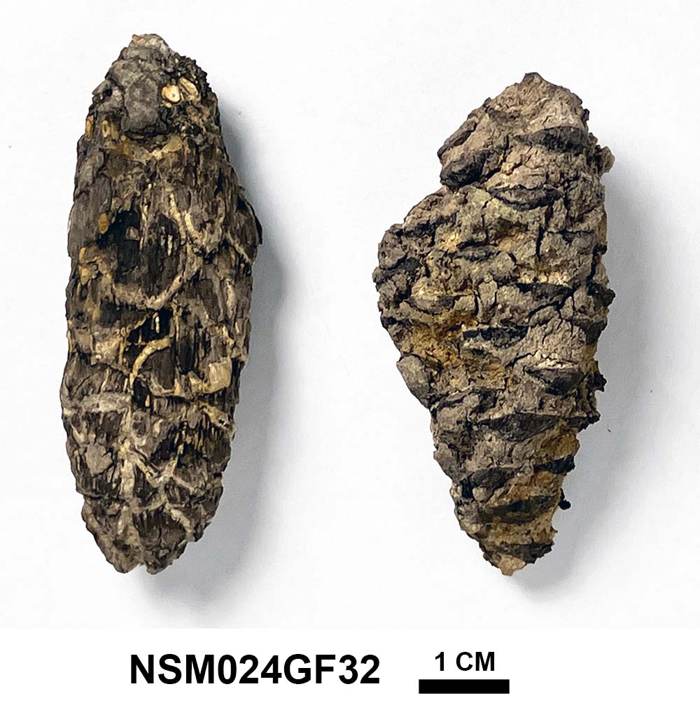 Two fossil pinecones about 6 cm long - specimen number NSM024GF32 