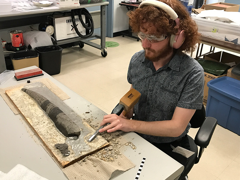 Person using mallet and chisel to remove plaster around fossil