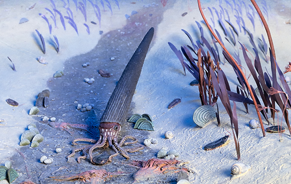 Diorama of Silurian sea showing nautiloid and crinoid stems