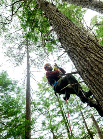 Sean Haughian Botany Curator in climbing gear, climbing a tree.
