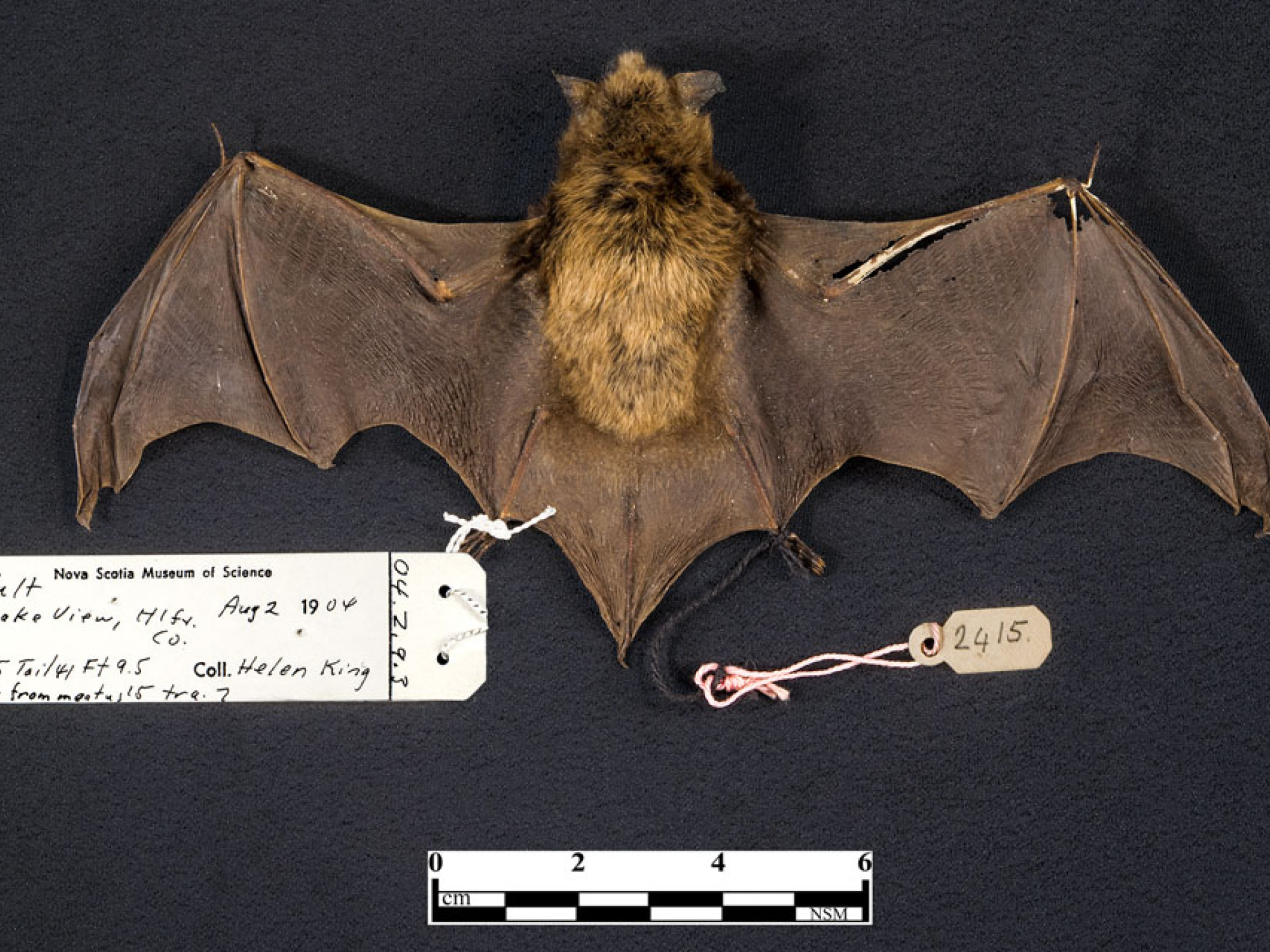 A preserved bat specimen with spread wings is displayed along with a label containing collection information and a scale bar, highlighting the scientific documentation of the specimen.