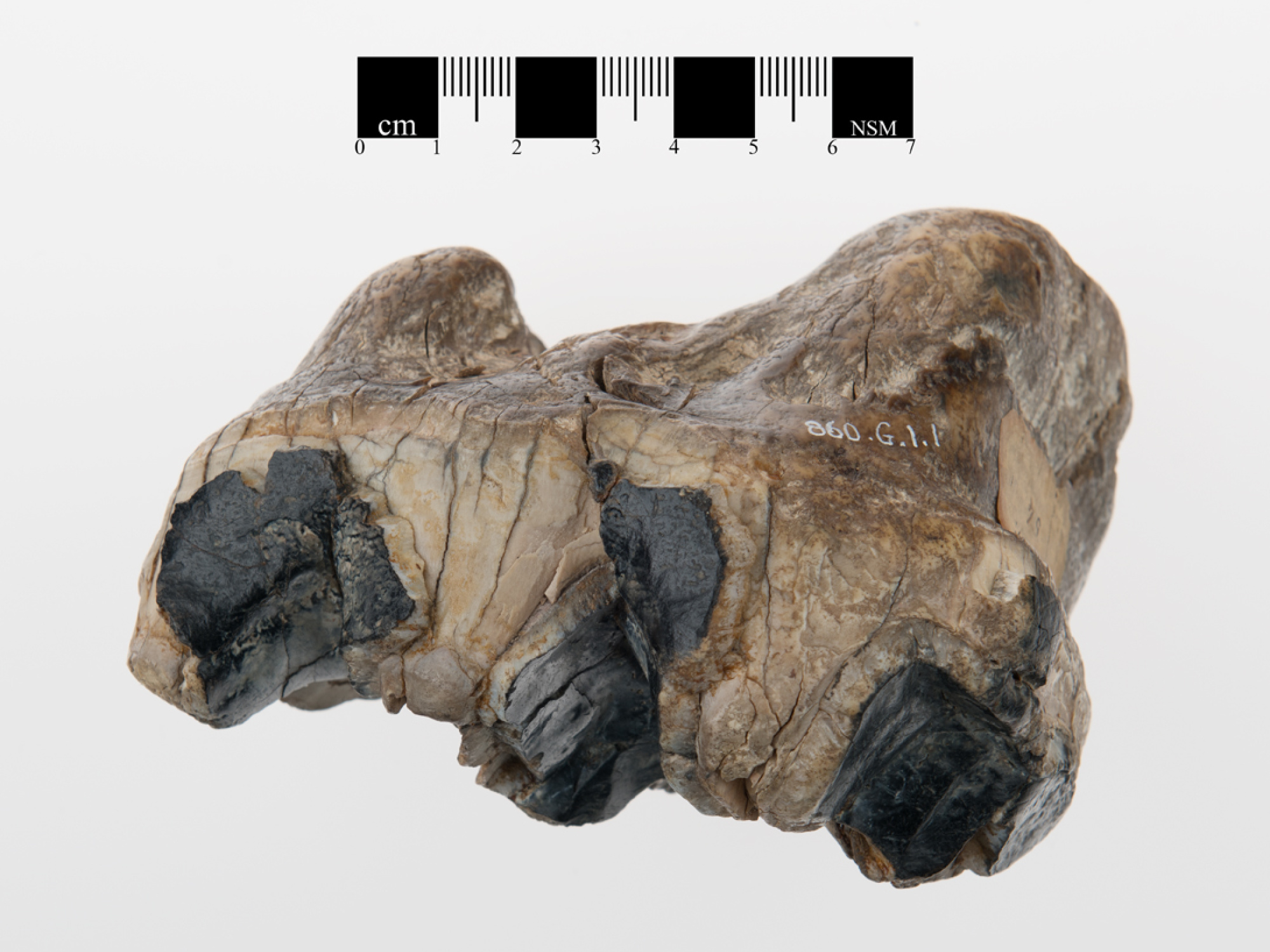 Mastodon molar