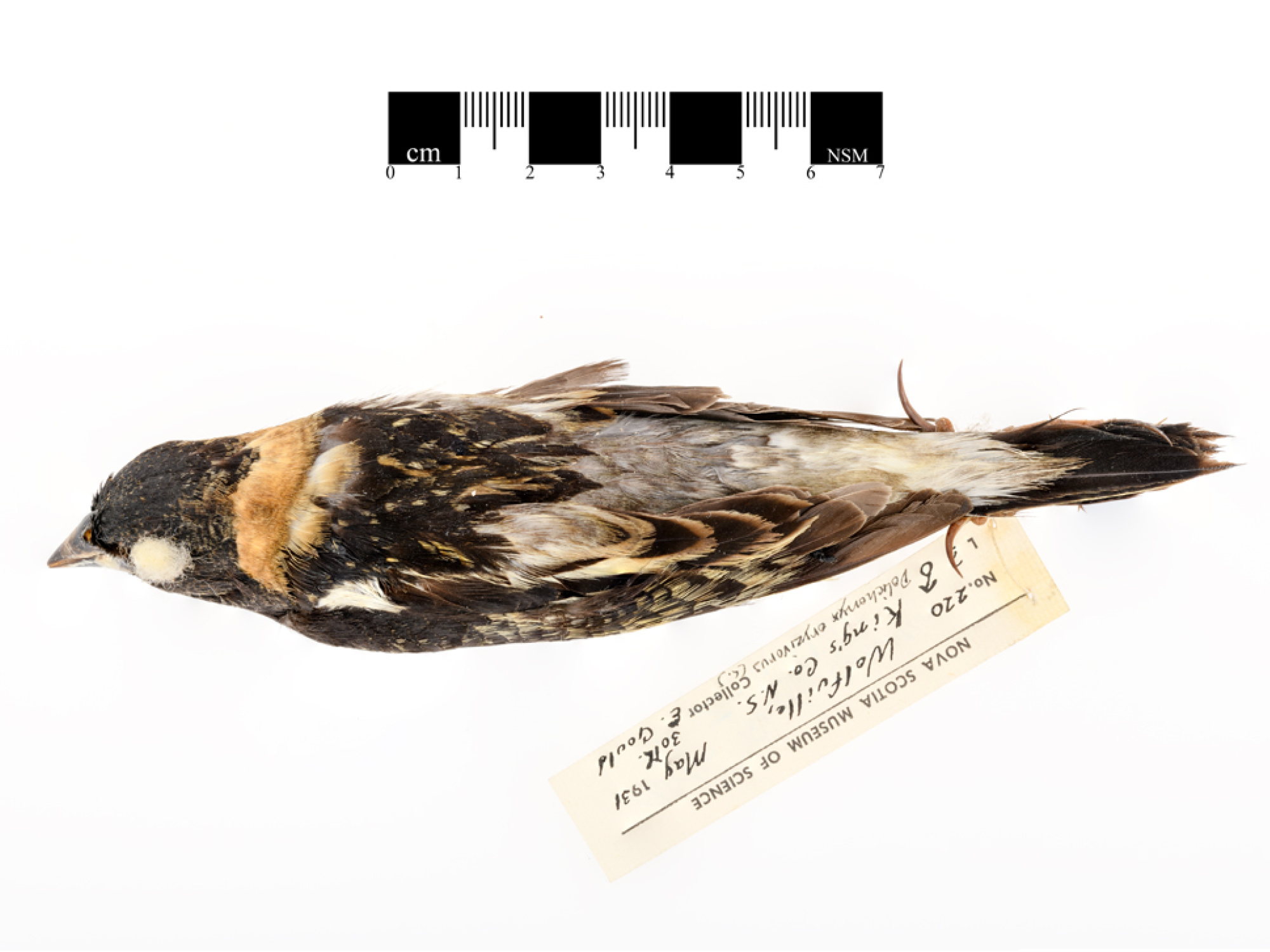 Taxidermized Bobolink with a curatorial tag.