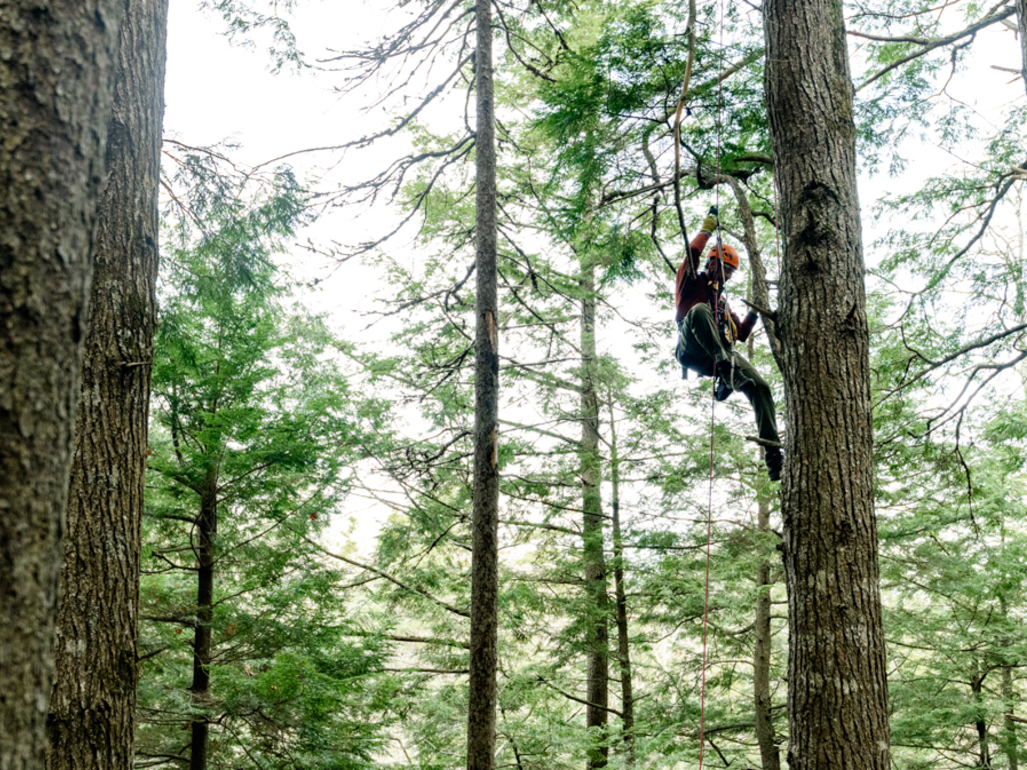 Dr. Sean Haughian, Botany Curator, in climbing gear climbing a tree.