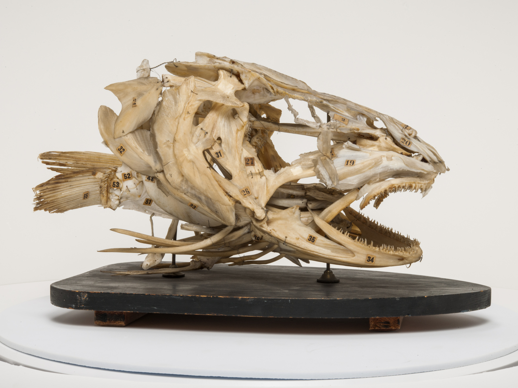 Giant Cod Head, labeled specimen.