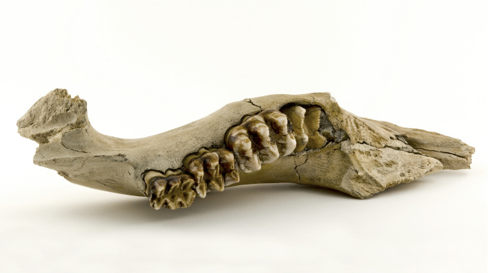 Mastodon - Juvenile Jaw
