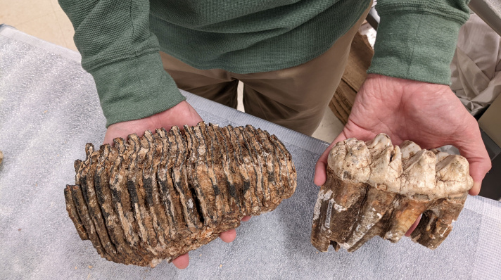The right tooth is from a mastodon, ideal for crushing tree branches. The one on the left is from a mammoth, perfect for grinding grasses.