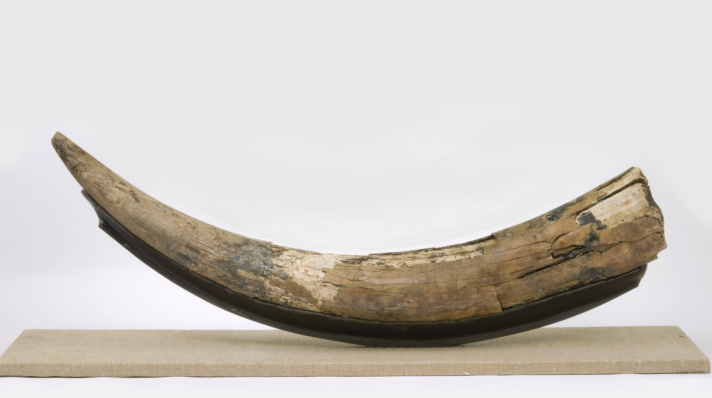 Mastodon Windsor Tusk