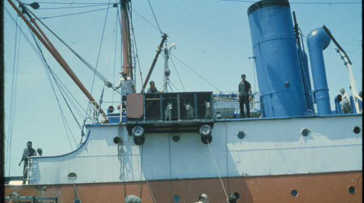 Animals being lowered off the Fleurus in cages