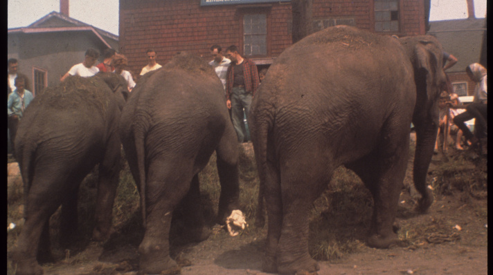 Three elephants rescued from the ship stand in the road.